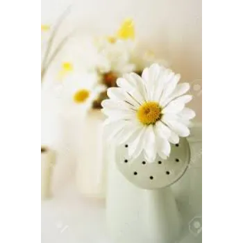 White Chrysanthemum Plant